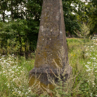 germendorf_meilenstein-3